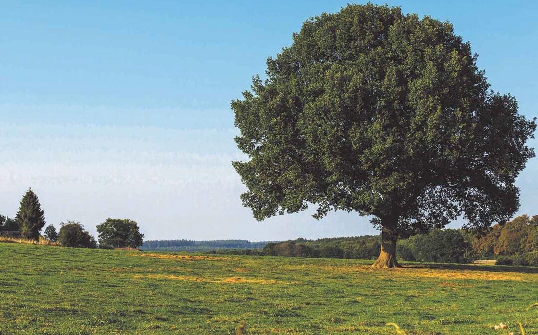 Multipor – termoizolacijski brend kompanije Xella postaje klimatski neutralan