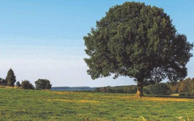 Multipor – termoizolacijski brend kompanije Xella postaje klimatski neutralan